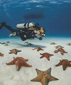 a scuba diver is surrounded by starfish in the ocean