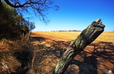 an old tree stump in the middle of a field with a dirt road behind it