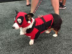 a small dog wearing a red and black outfit