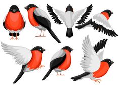 red and black birds with white wings on a white background stockvectors, clipping