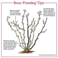 a diagram showing the parts of a flowering plant that is not blooming in winter