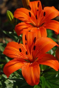 two orange flowers with green leaves in the background