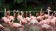 many flamingos are standing in the water together