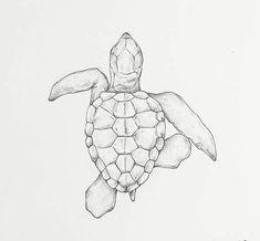 a drawing of a turtle swimming in the ocean