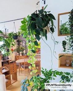 Hanging plants are the perfect way to add more greenery to your home if you have little space! Plant In A Pot, Winter Days, Winter Day