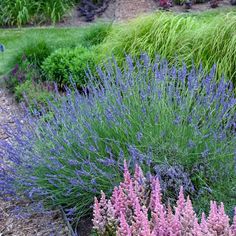 purple and green plants in a garden with gravel path leading up to the grass area