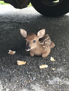 a baby deer laying on the ground next to a parked car and looking at the camera