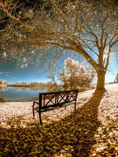 a park bench sitting under a tree next to a body of water with leaves on the ground