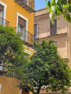 an orange tree in front of two buildings with balconies and balconies