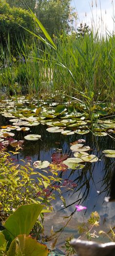 water lilies are floating in the pond surrounded by grass and reeds on a sunny day