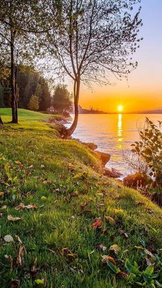 the sun is setting behind some trees on the water's edge, with grass and rocks in front of it