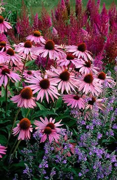 purple flowers and other plants in a garden