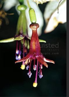 a close up of a flower on a plant