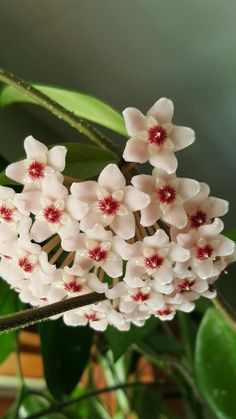 white flowers with red centers on a branch