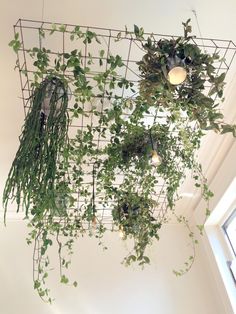 some green plants hanging from the ceiling in a room