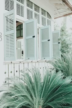 a green plant in front of a white house with shutters