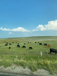 a herd of cattle grazing on a lush green field