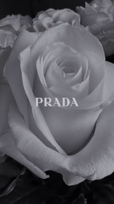 black and white photograph of a rose with the word prada