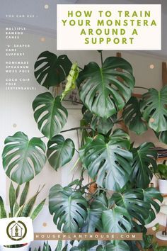 a houseplant plant with the words how to train your monstera around support