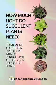 an image of succulent plants with the text how much light do succulent plants need?