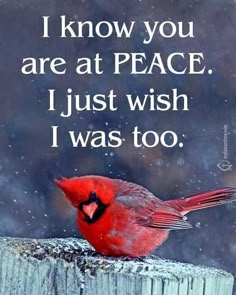 a red bird sitting on top of a wooden post next to a sign that says i know you are at peace