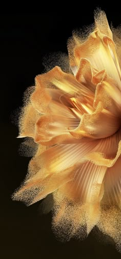 an orange flower with yellow petals on a black background