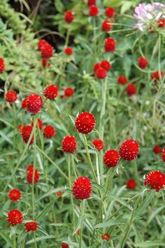 some very pretty red flowers in the grass