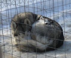 a husky dog sleeping in the snow behind a wire mesh fence with it's head resting on its paws