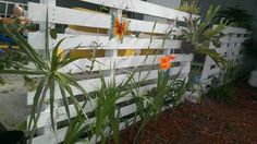 flowers are growing on the side of a white fence