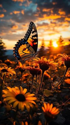 a butterfly flying over some yellow flowers in front of the sun setting on a cloudy day