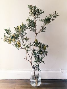 an olive tree in a glass vase on the floor