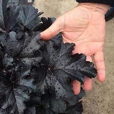 a person is holding out their hand with some sort of black substance in it's palm