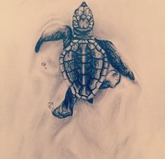 a pencil drawing of a turtle swimming in the ocean