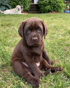 a brown puppy is sitting in the grass