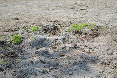 small plants growing out of the ground in an open area with dirt and grass on either side