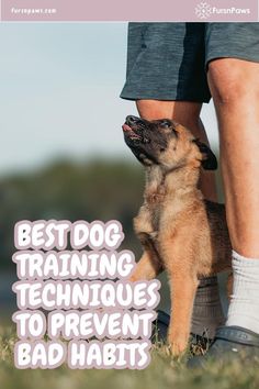 Best Dog Training Techniques to Prevent Bad Habits