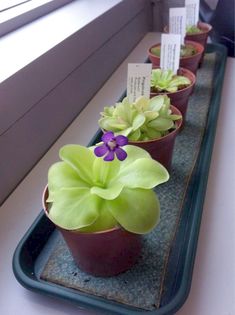 small potted plants are lined up on a tray