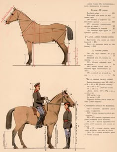 an image of a man riding on the back of a horse with measurements and instructions