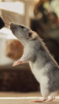 a small gray and white rat standing on its hind legs with it's front paws in the air