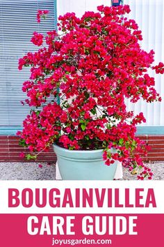 bougainvilleia care guide for beginners with text overlaying the image