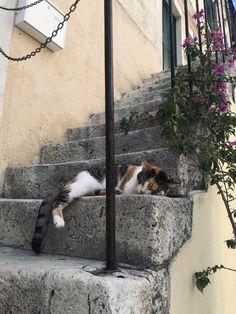 a cat is laying down on some steps