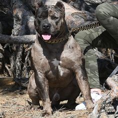 a large brown dog sitting on top of a dirt field next to a person wearing green pants