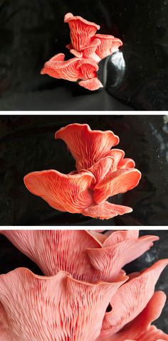 three pictures of different types of mushrooms in the dark, with red and pink colors