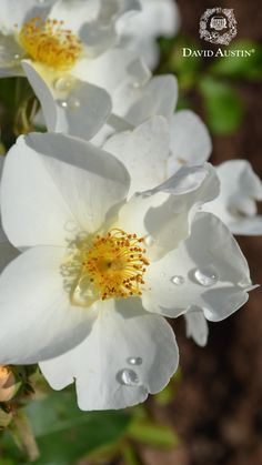 three white flowers with water droplets on them are in the foreground, and one has yellow stamen