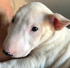 a close up of a white dog on a woman's lap with her head turned to the side