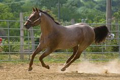 a brown horse running in an enclosed area