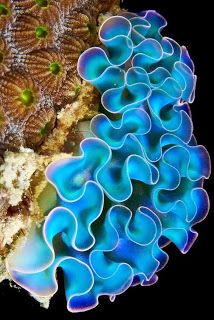 two different types of sea anemones are shown in this image, one is blue and the other is brown