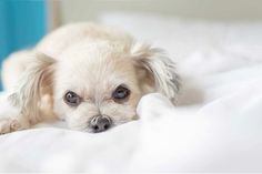 a small white dog laying on top of a bed