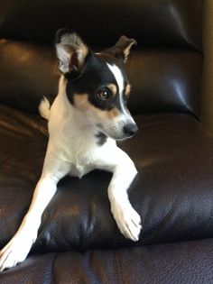 a small black and white dog laying on top of a leather chair