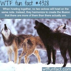 three wolfs are standing in the snow with their mouths open and one is looking up